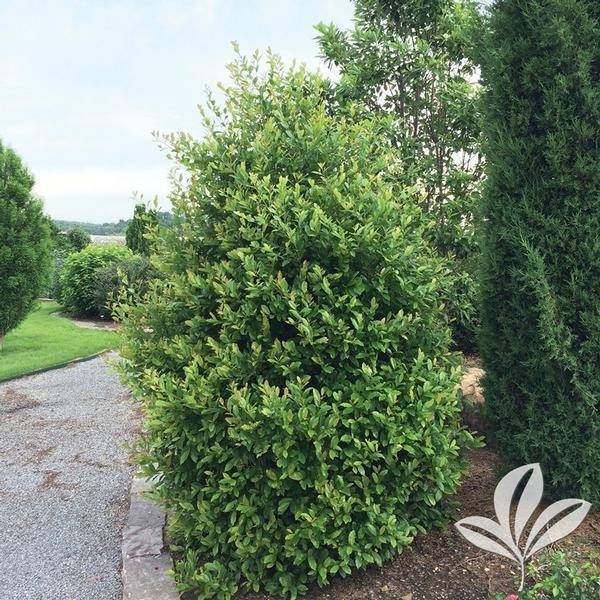 Centre Court Carolina cherry laurel as a privacy screen in a home landscape