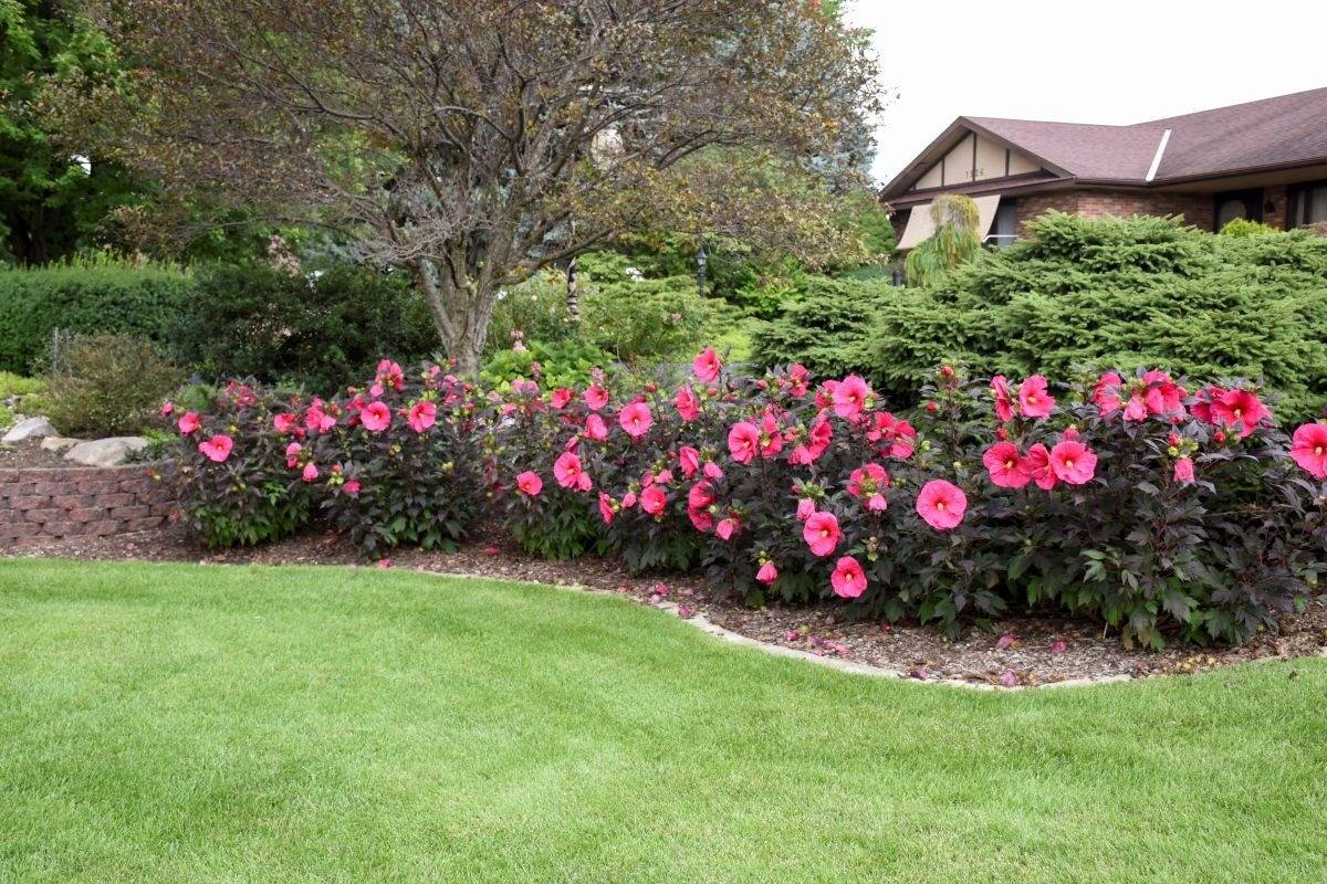 vHardy perennial hibiscus 'Summerific Evening Rose' creating a low flowering hedge in a border garden