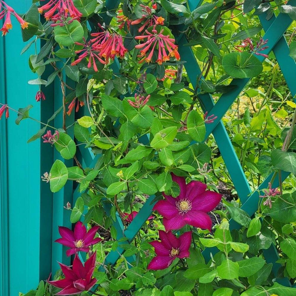 magenta clematis and orange honeysuckle on teal trellis