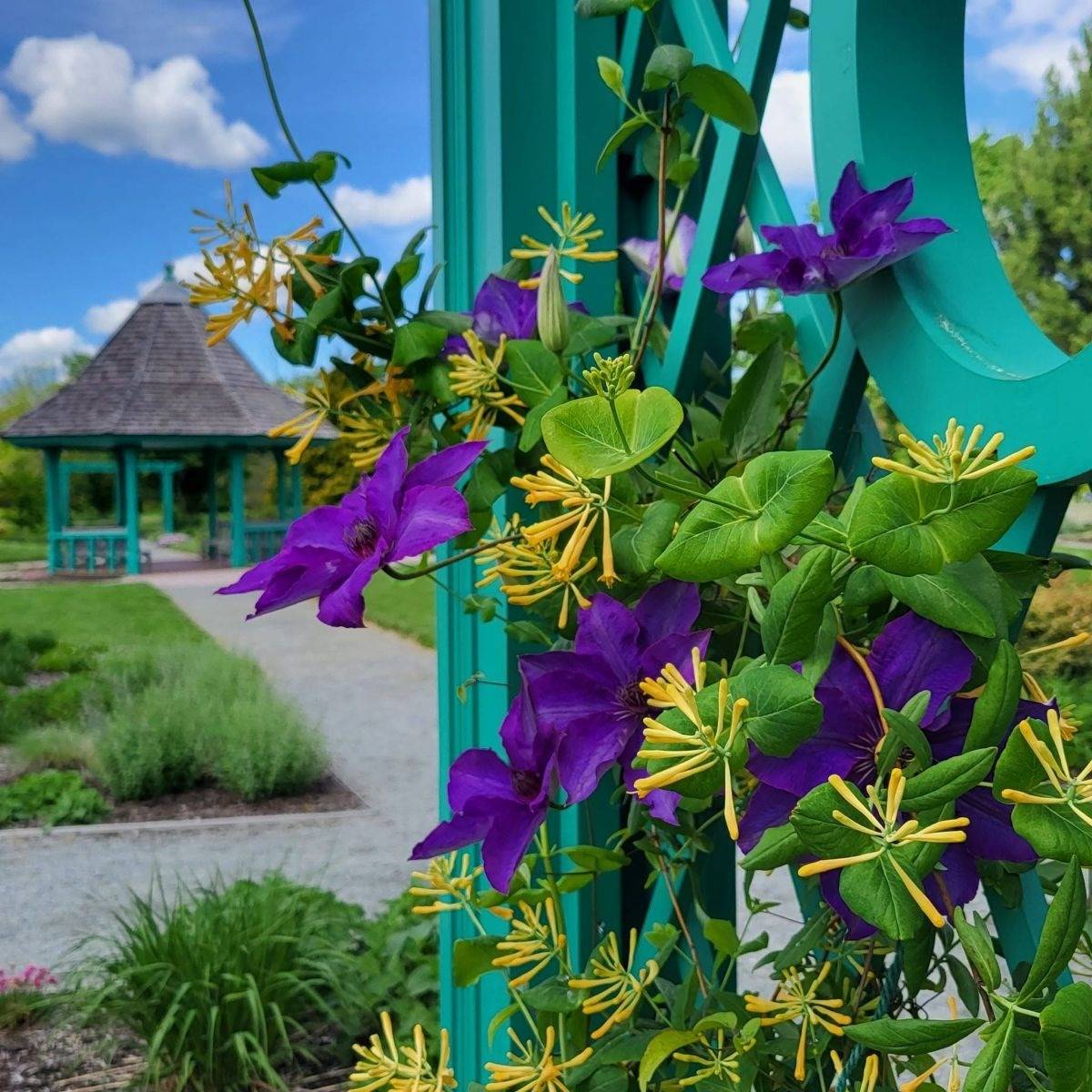 purple clematis and yellow honeysuckle on teal trellis