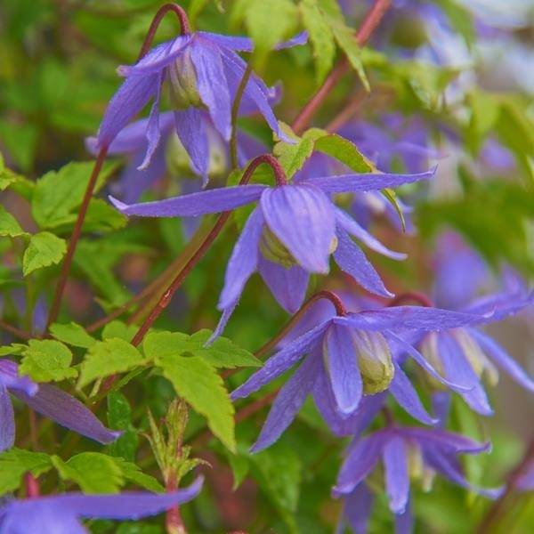 Clematis macropetala 'blue bird' flowers