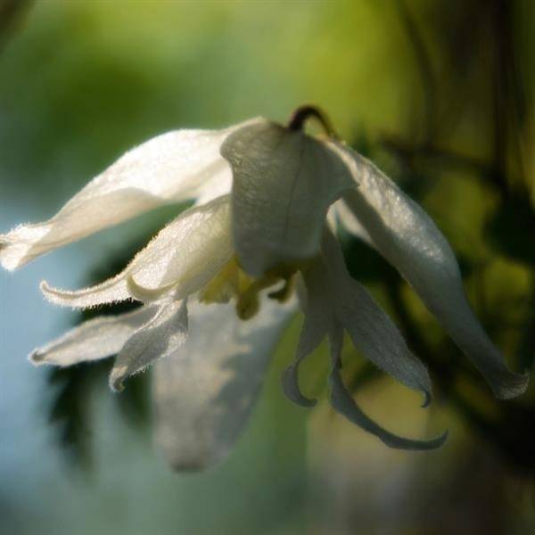 Clematis macropetala 'white swan' flower