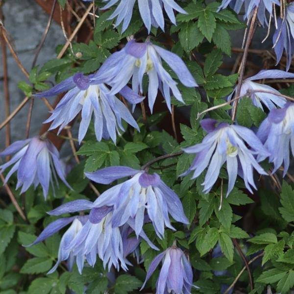 clematis macropetala 'Maidwell Hall' light blue flowers