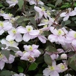 Clematis montana 'mayleen' pale pink flowers