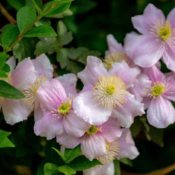 Clematis montana 'fragrant spring' pink flowers with large yellow anthers