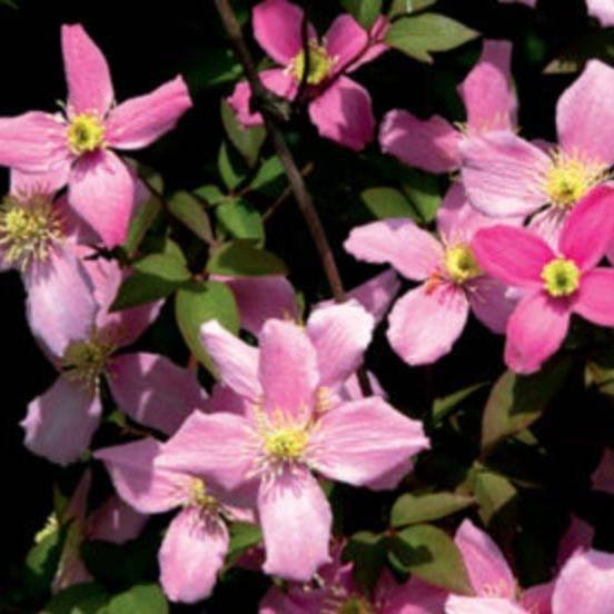 clematis montana var. rubens 'freda' pink flowers