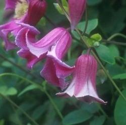 Clematis texensis 'Etoile Rose' pink bell shaped flowers