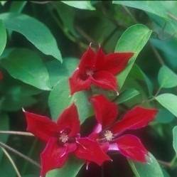 Clematis texensis 'Gravetye Beauty' red flowers