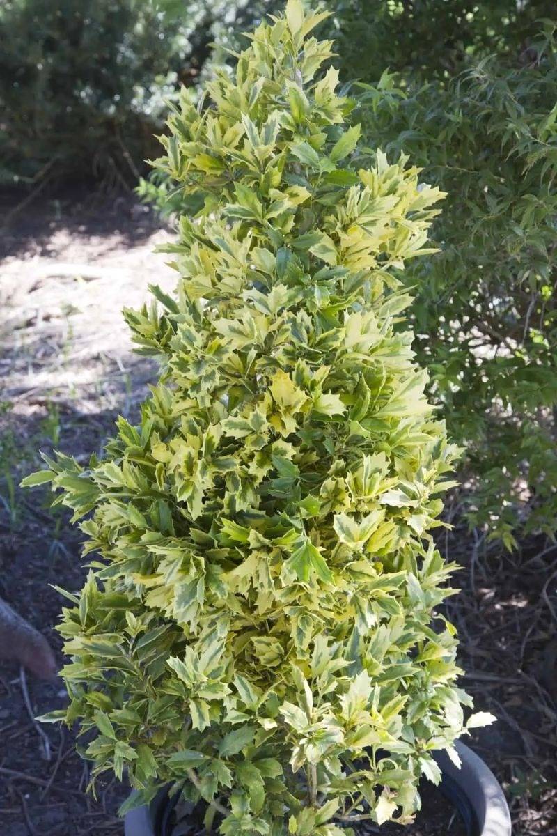 Golden Oakland red holly hybrid showing dramatic gold variegated evergreen foliage