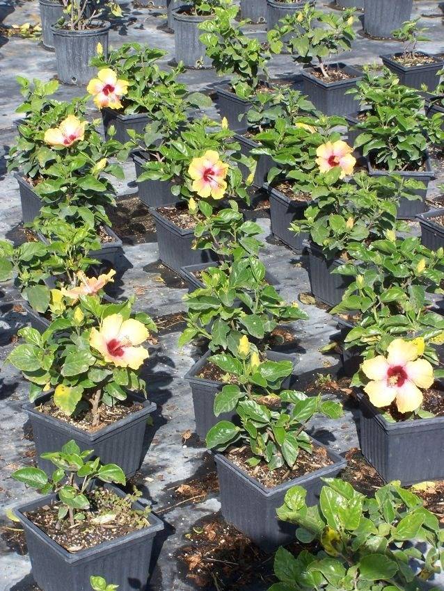 Small tropical hibiscus plants in grower production field on black tarp