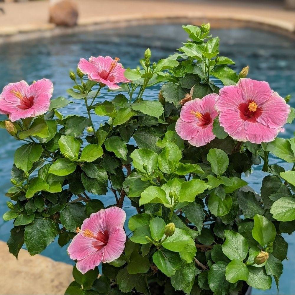 Tropical hibiscus Hollywood America's Sweetheart by the pool