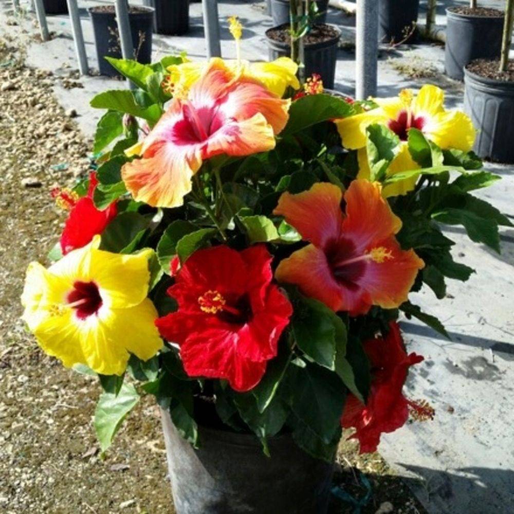 Tropical hibiscus 'Hollywood Bloom Bash' with red, orange, and yellow flowers in a pot