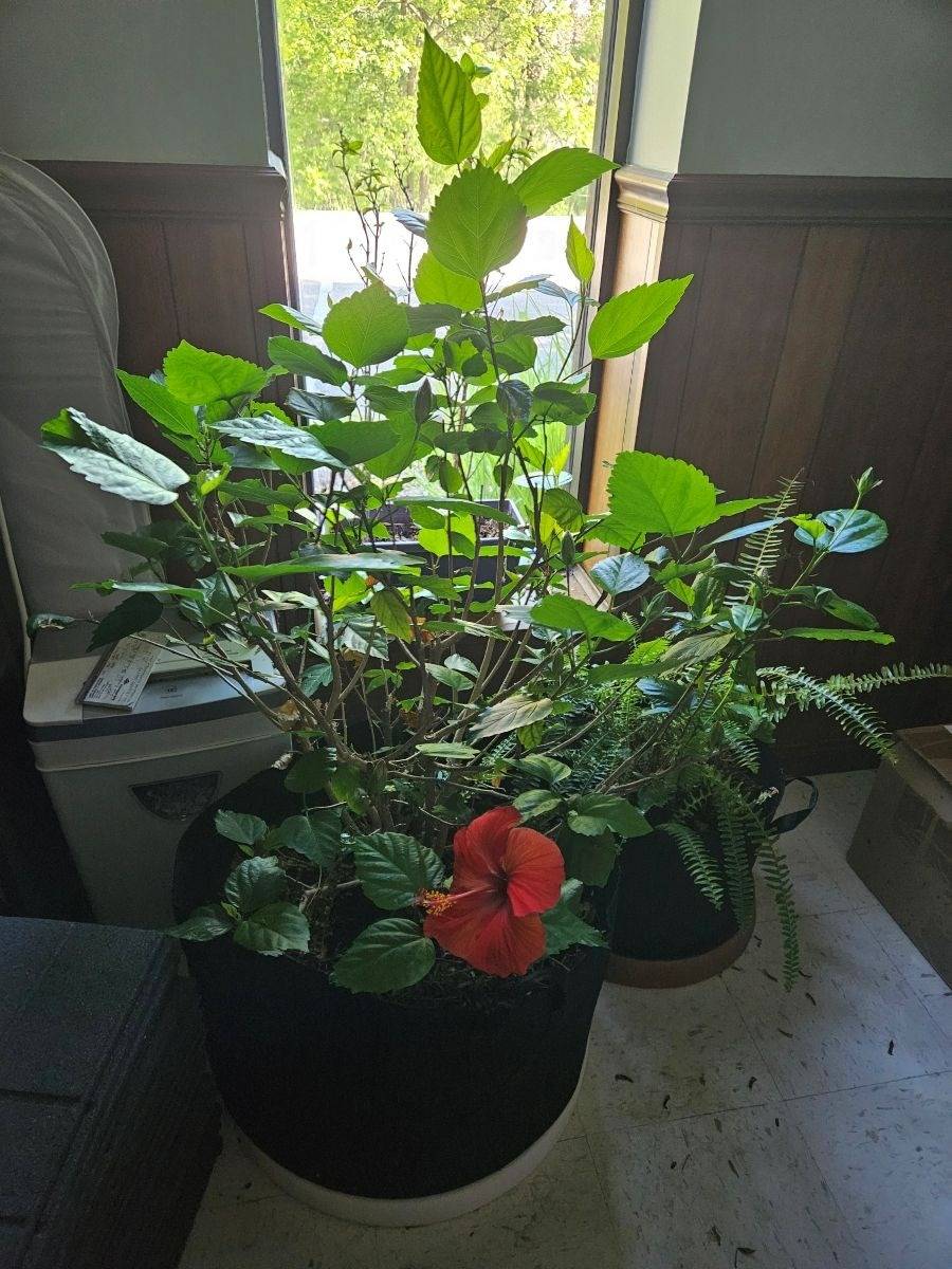 Tropical hibiscus plant with red flower overwintering indoors