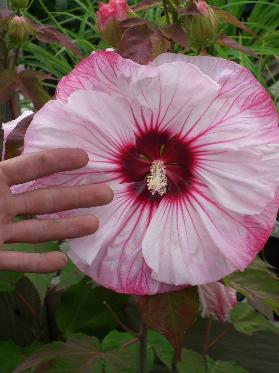 Very large perennial hibiscus flower shown in relation to size of hand