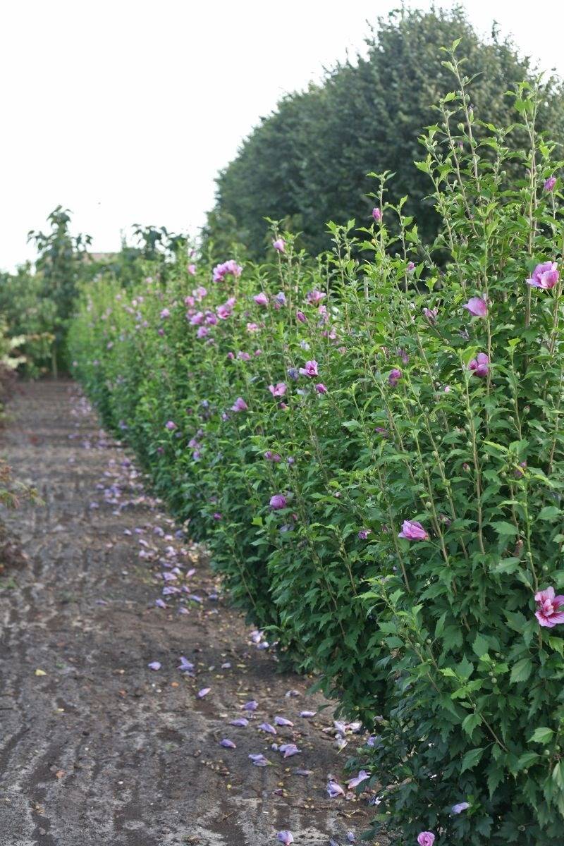 Rose of Sharon, Hibiscus syriacus 'Purple Pillar' growing as a long hedge along a path