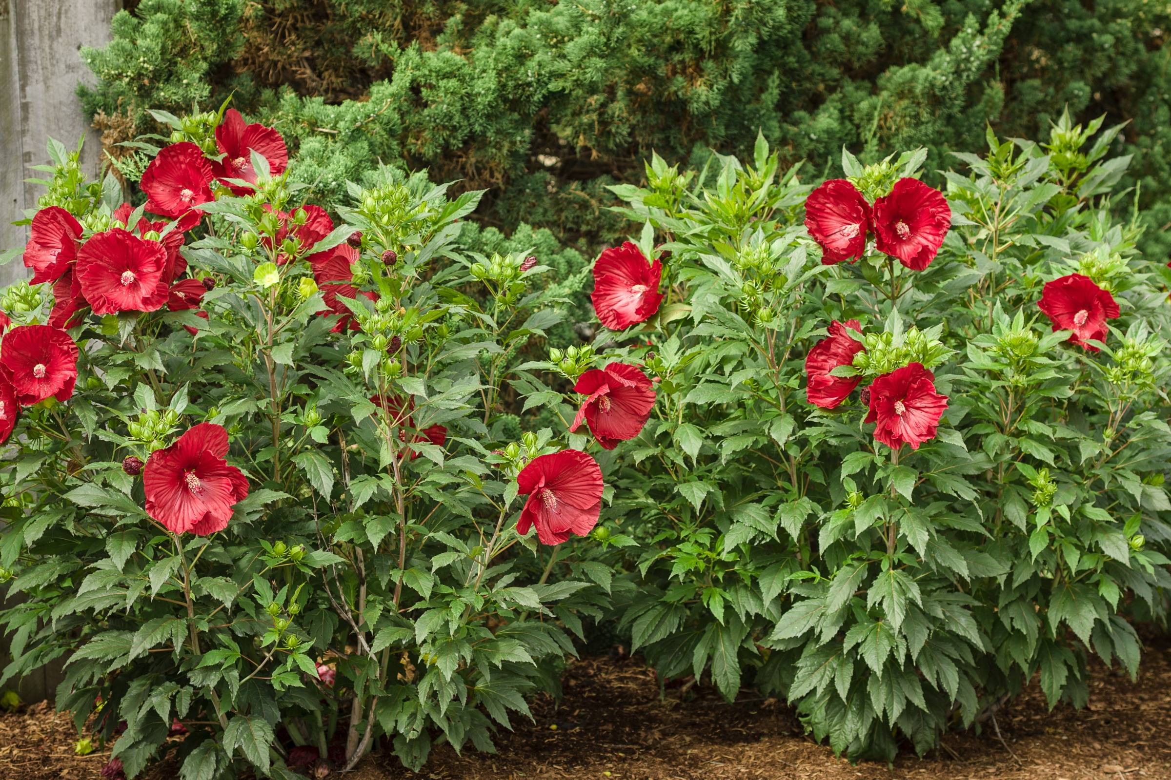 Perennial hibiscus 'Summerific Cranberry Crush,' growing in a mulched garden bed in front of conifers