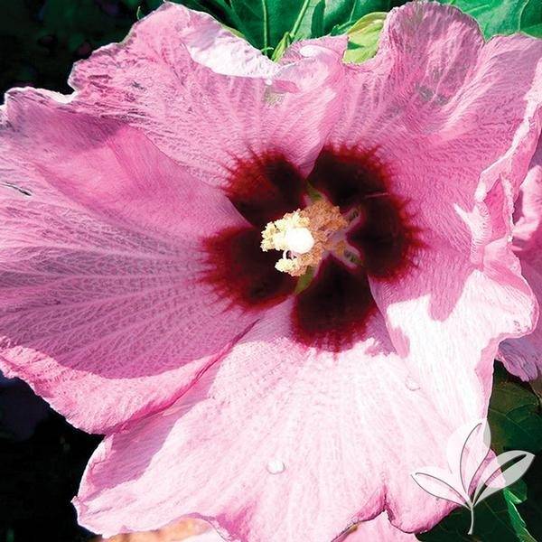 Hibiscus syriacus ''Aphrodite' pink flower with red center