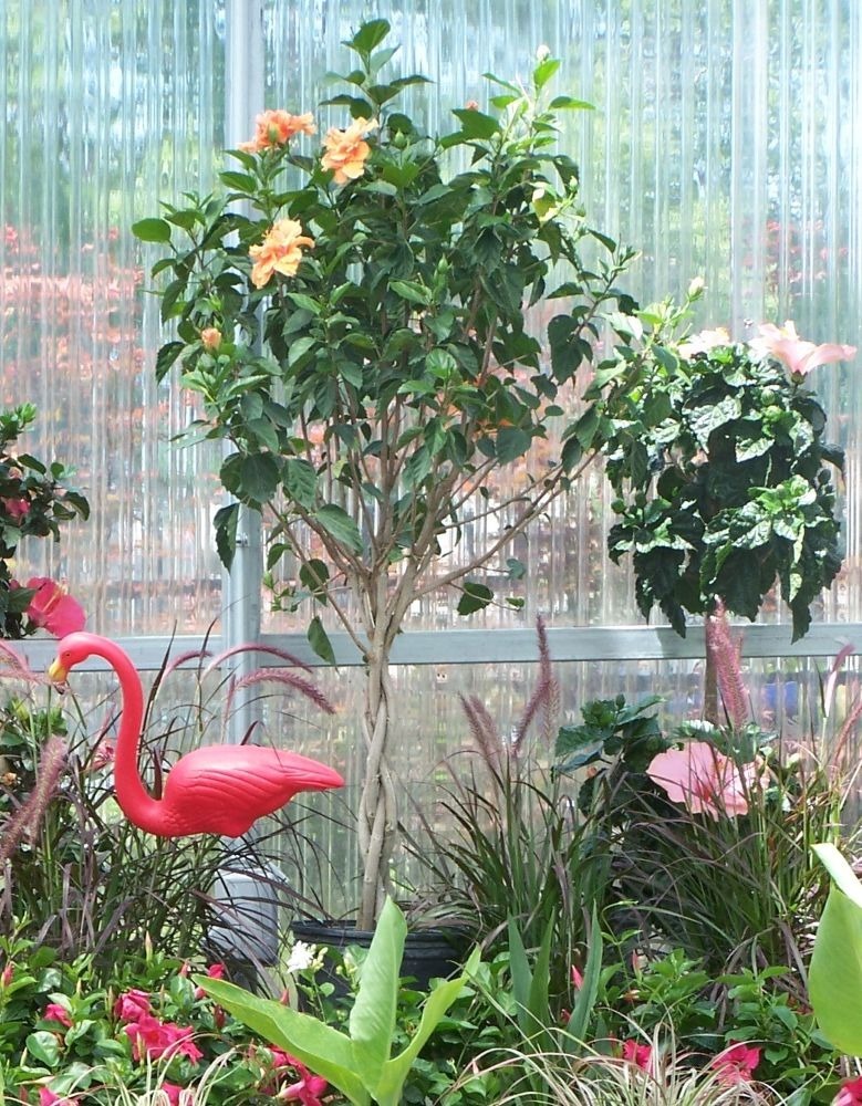 Braided topiary hibiscus tree in tropical plant display