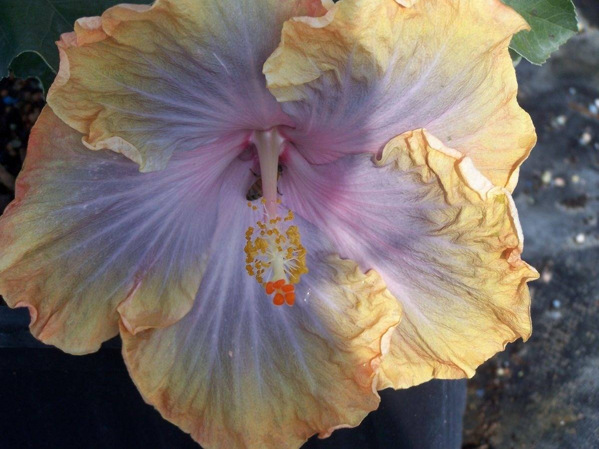 Tropical hibiscus flower with a pink and lavender center and yellow petals with gold edging