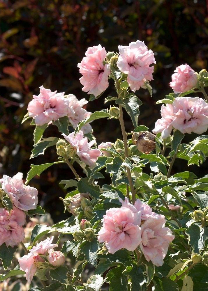 Hibiscus syriacus 'Sugar Tip' with white edged leaves and double pink flowers