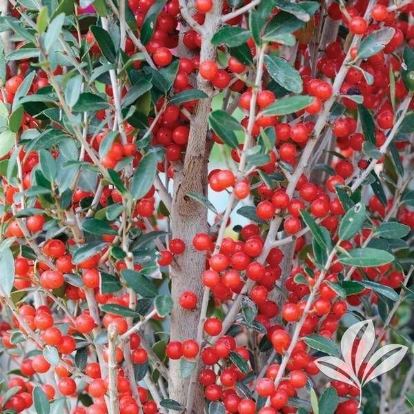 The bright red berries and small green leaves of Yaupon holly 'Scarlet's Peak'