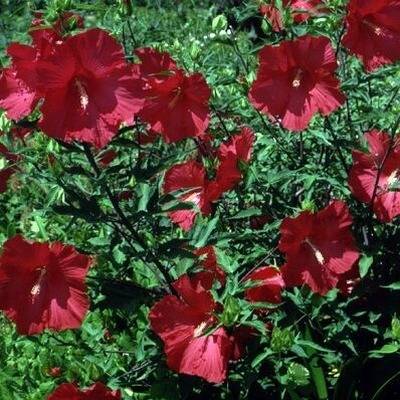 Hibiscus 'Lord Baltimore' with very large red flowers