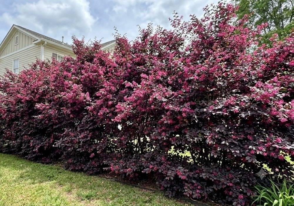 Loropetalum grown as a large living screen in front of a house