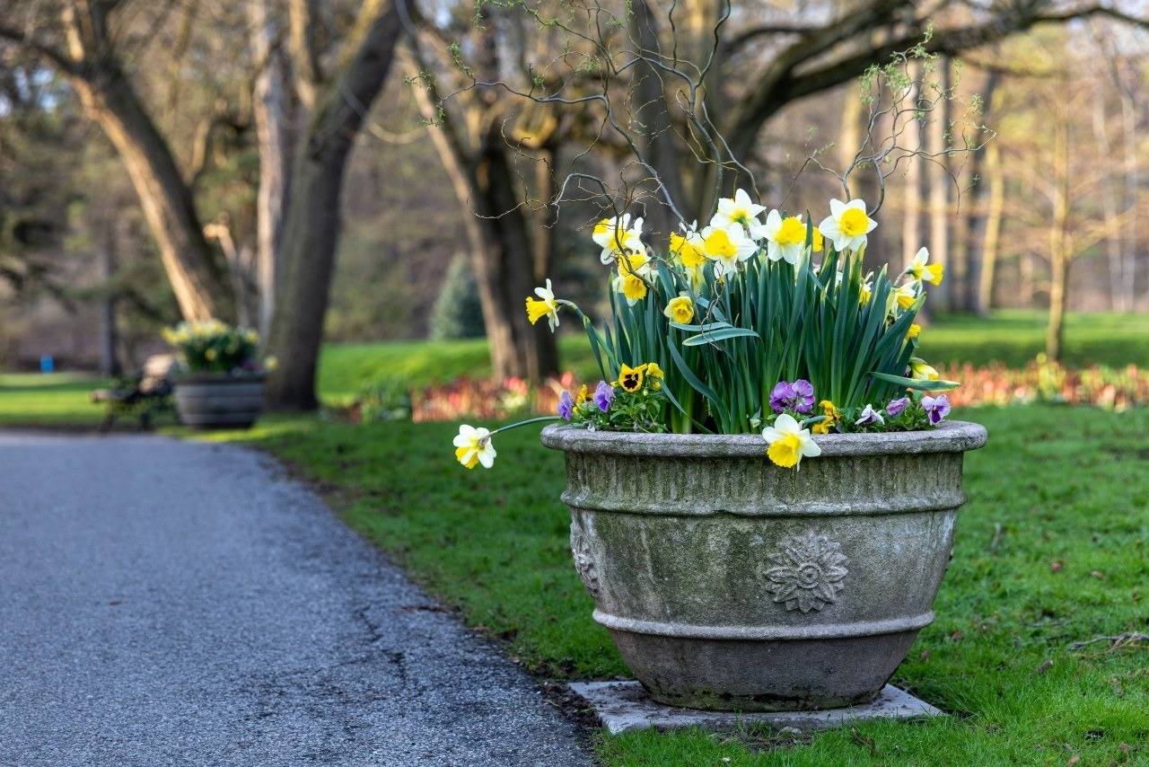 Cast stone planter on the edge of a path planted with daffodils and pansies