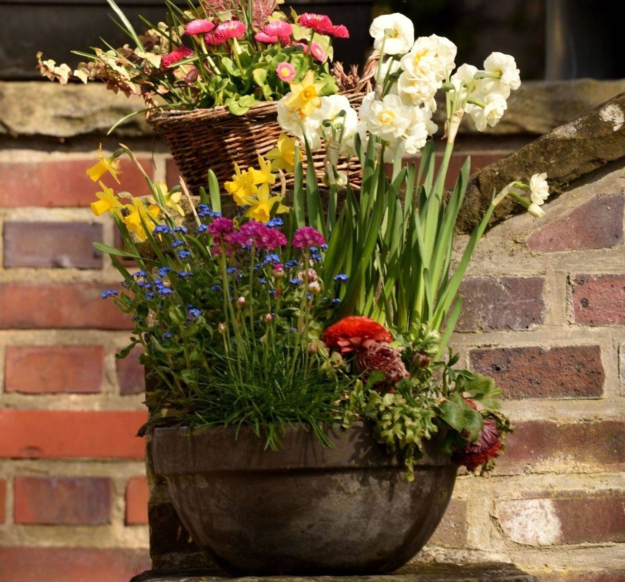 Daffodil bulbs blooming in container with perennials