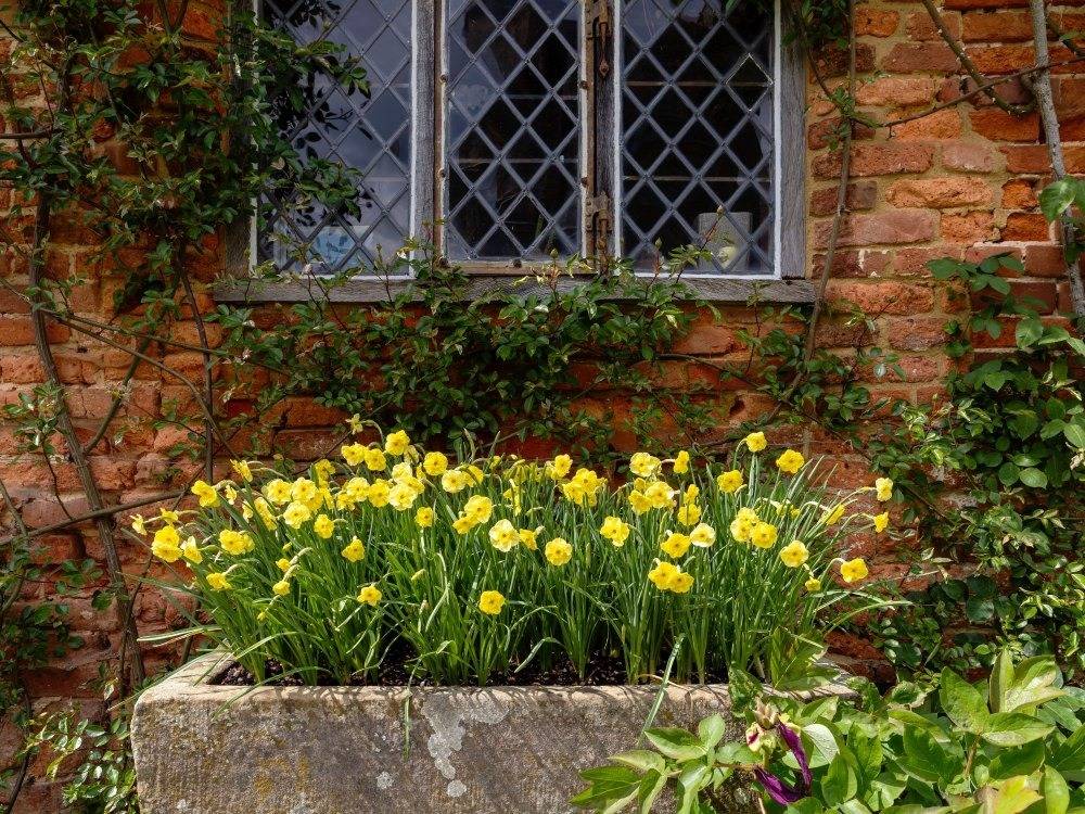 Stone trough planter filled with yellow daffodils in front of a brick wall