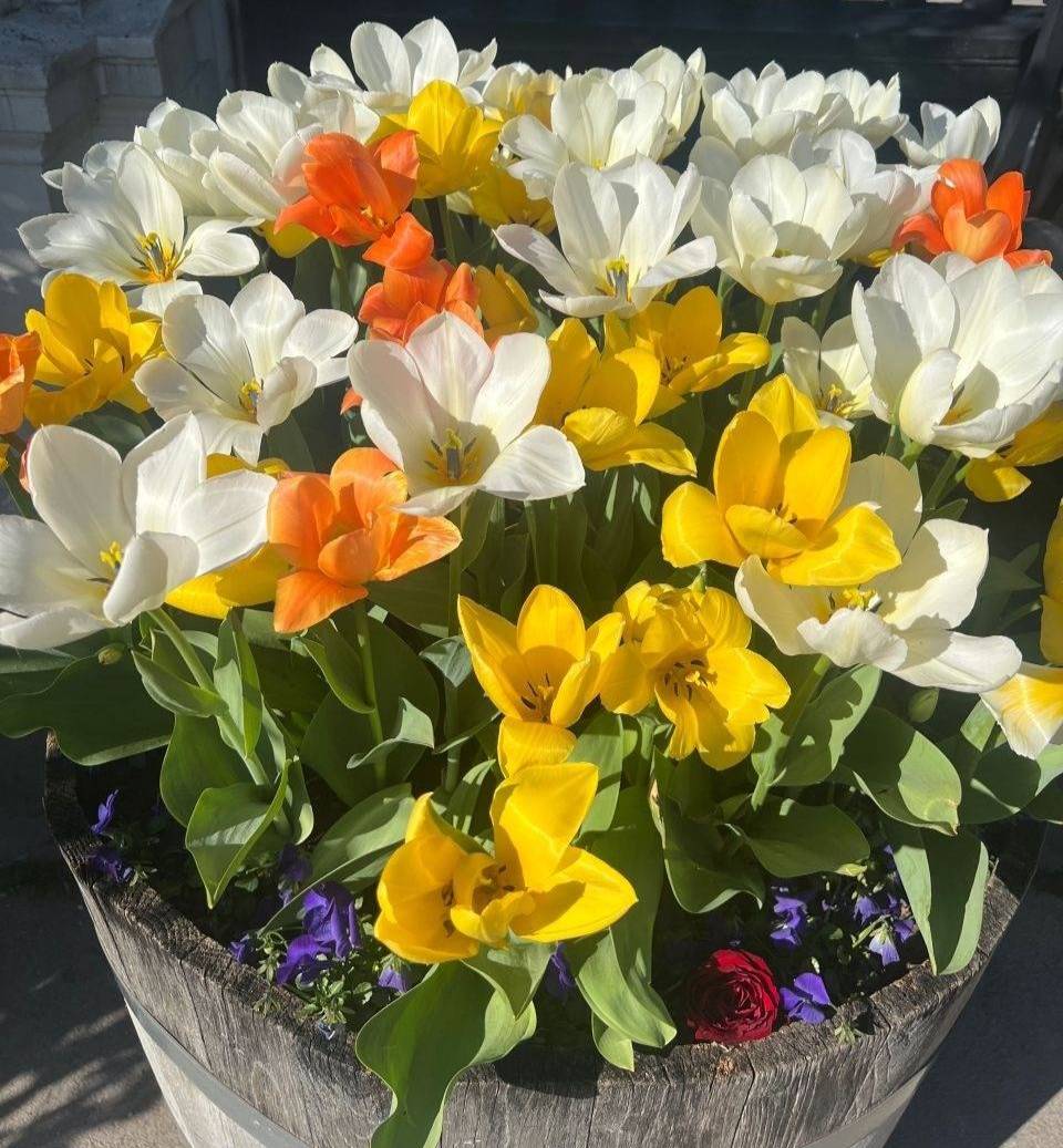 Orange, yellow, and white tulips planted in a wooden container with purple pansies