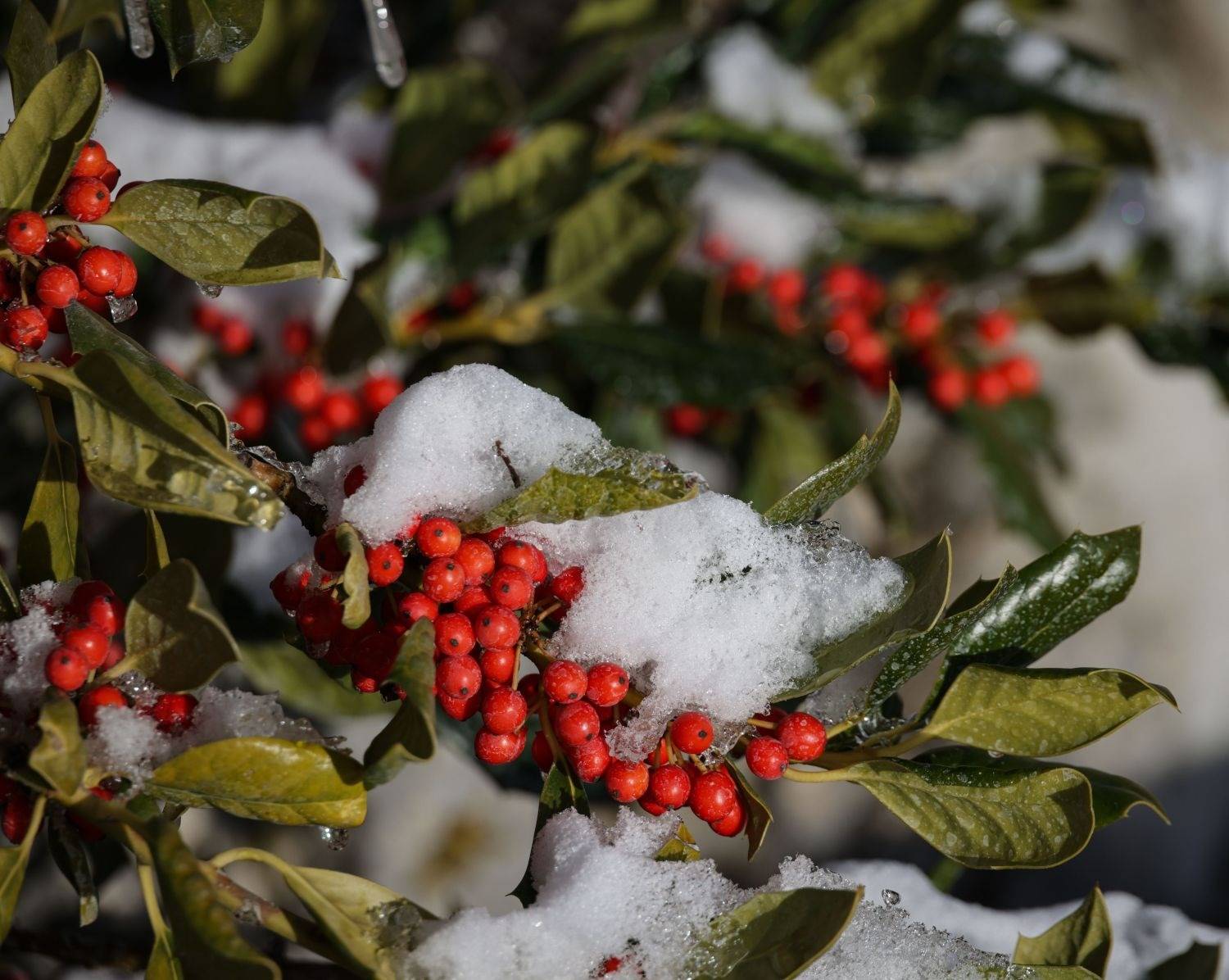 Nellie Stevens holly with abundant berry display in the snow