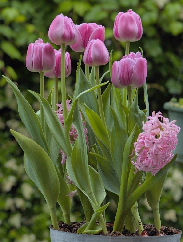 Pink tulips and hyacinths blooming in a pot