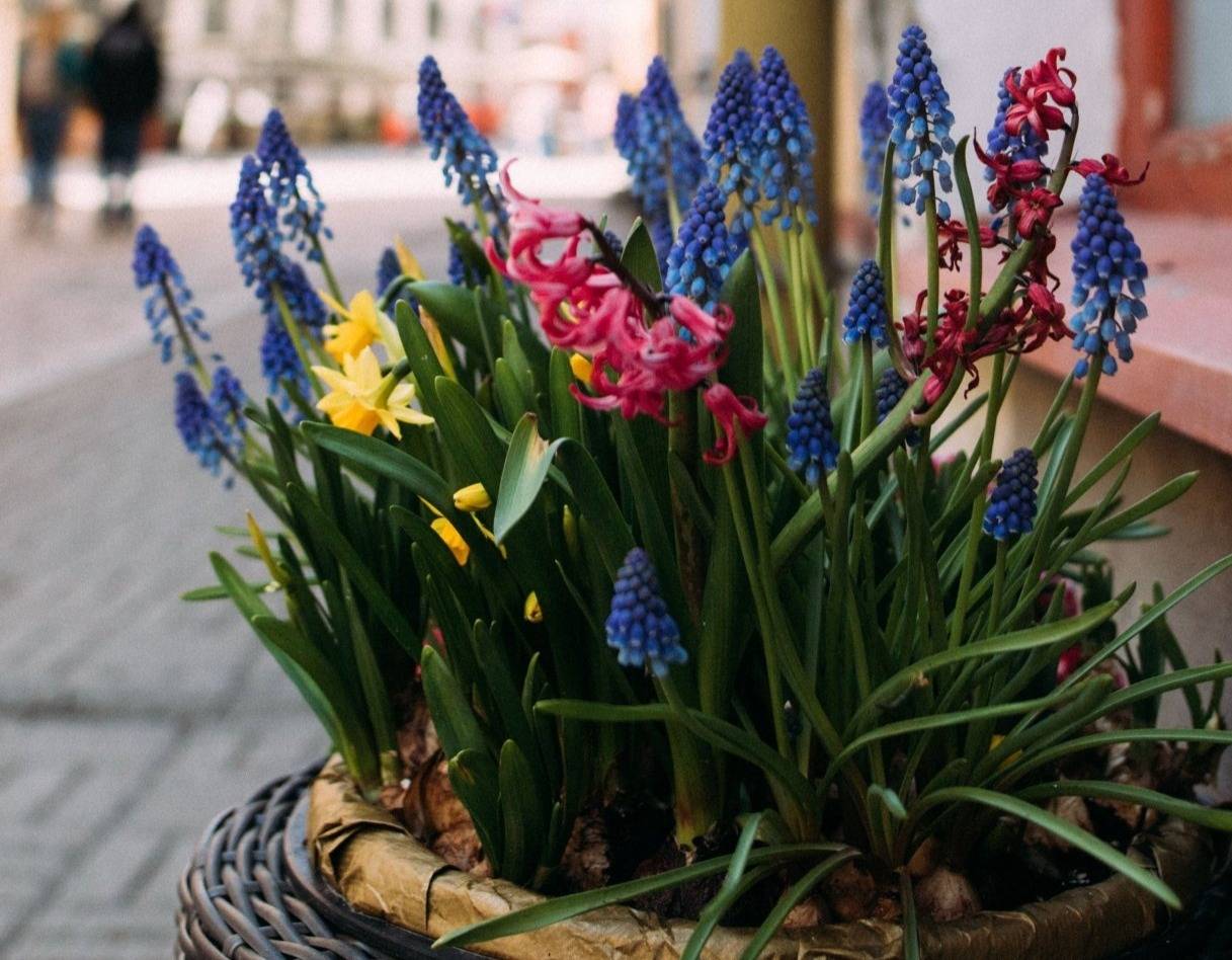 yellow mini daffodils, grape hyacinths, and pink hyacinths blooming in a container planting