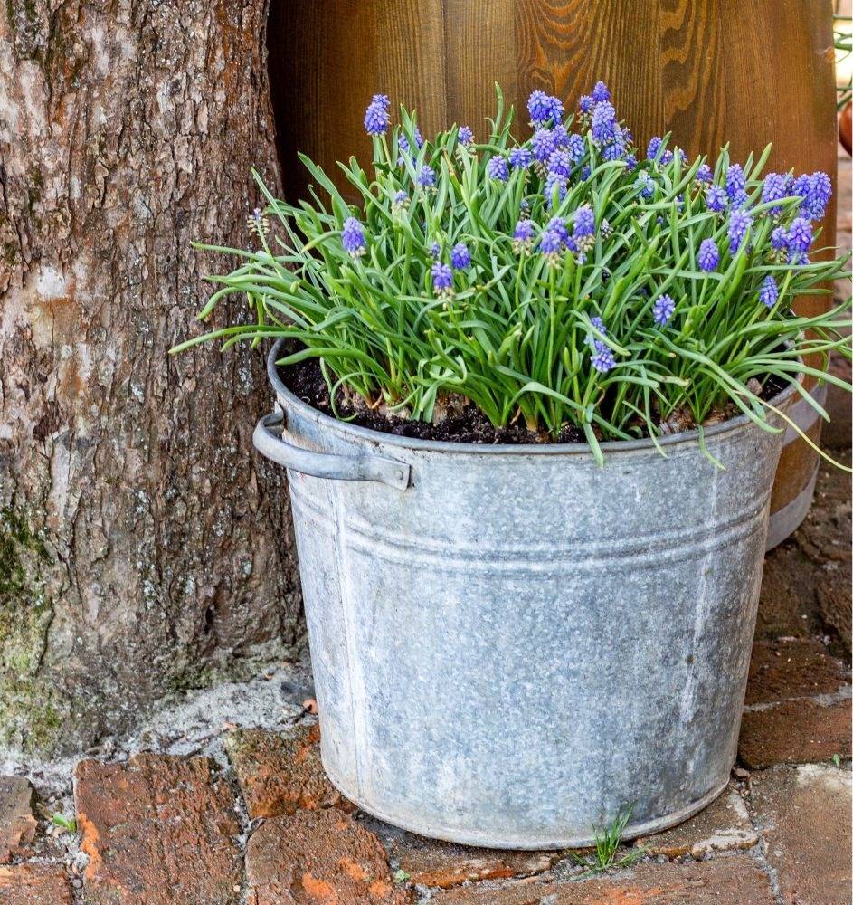 galvanized bucket planter filled with grape hyacinths