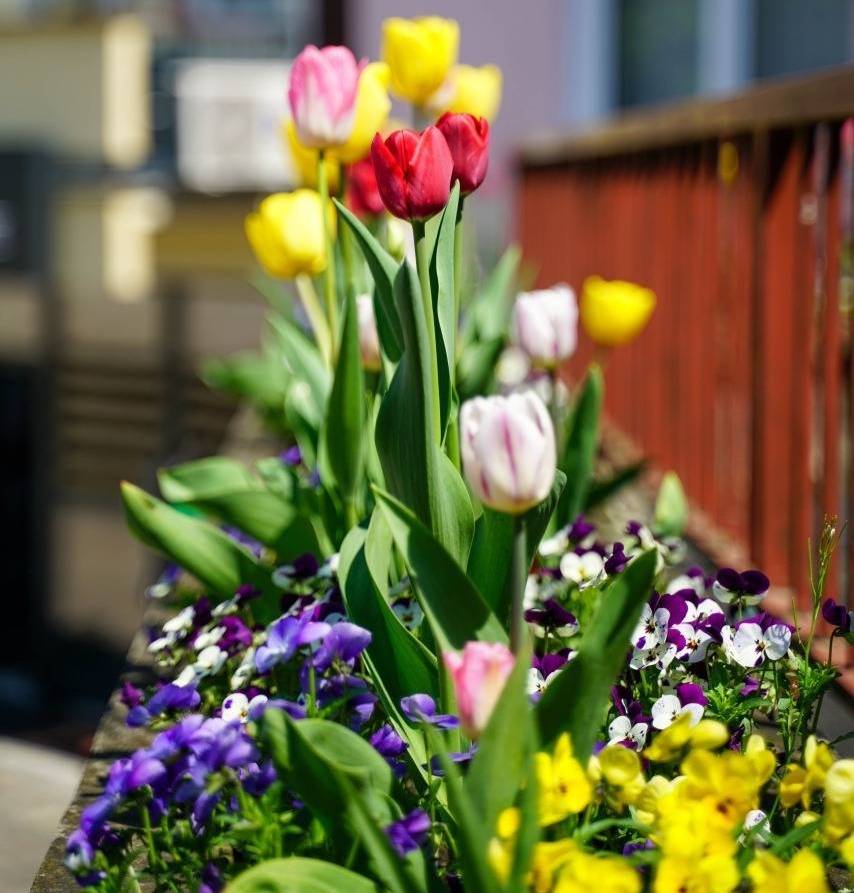 Red, pink, and yellow tulips surrounded by multicolored violas in a trough planter