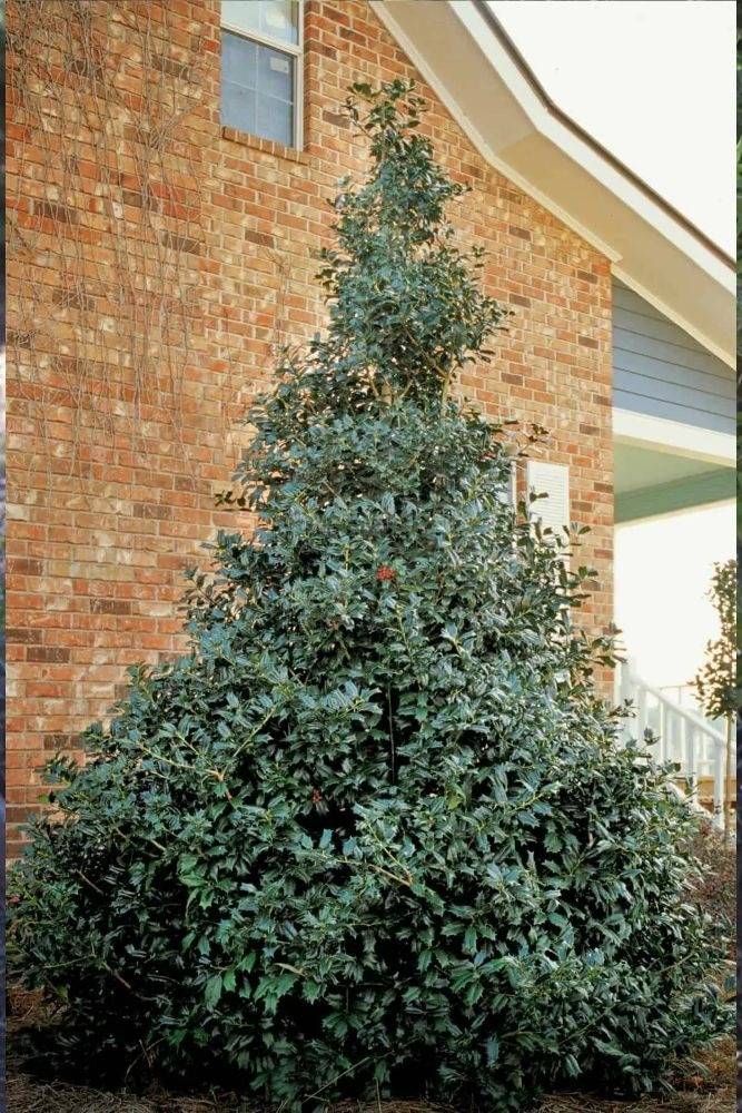 Robin red holly hybrid in a foundation planting