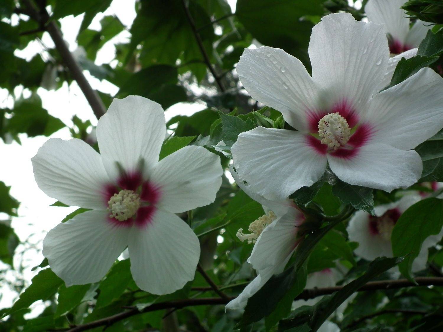 Hibiscus syriacus (Rose of Sharon shrub) flowers with white petals and deep pinkish red centers