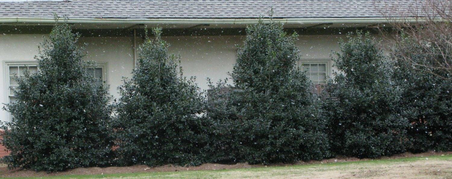Nellie Stevens hollies as an evergreen screen between properties