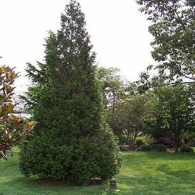 Steeplechase arborvitae in the landscape