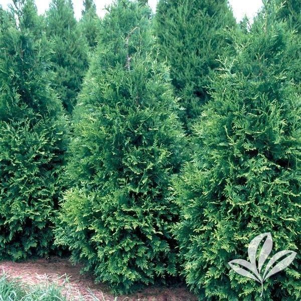 Green Giant arborvitae is a popular, deer resistant substitute for Leyland cypress