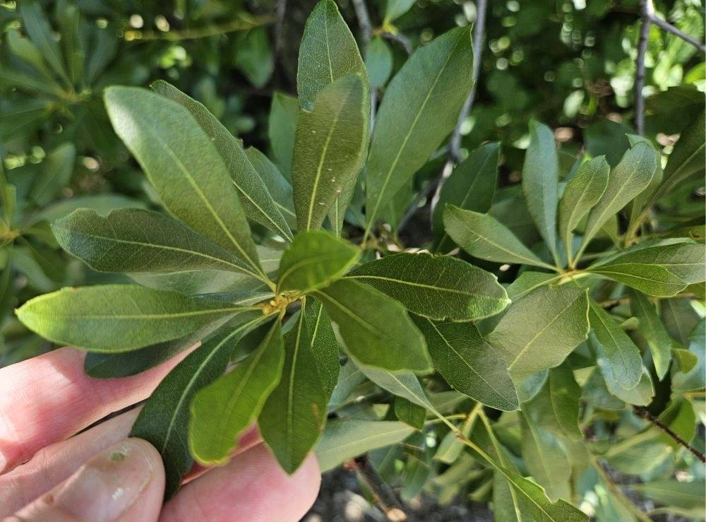 Close up of the branch tip and leaves of Southern Wax Myrtle, Morella cerifera